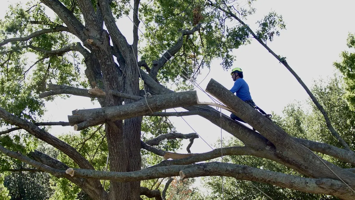 Professional Crown Thinning performed by certified arborists in Felda